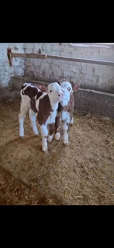 simmental cinsi: Satılır: 2 ədəd cins buzov - Cins: simmental tipli (ağ-al rəng — 2