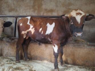 Gəmiricilər: Təmiz Cins Dana Erkək, damazlıq potensiallı təmiz cins dana. Rəngi — 2