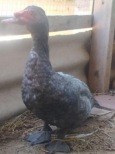 afcarka balasi erkey: Xüsusiyyətlər: - Cins: Muscovy (indo-ördək), ətli-yumurta istiqaməti - — 3
