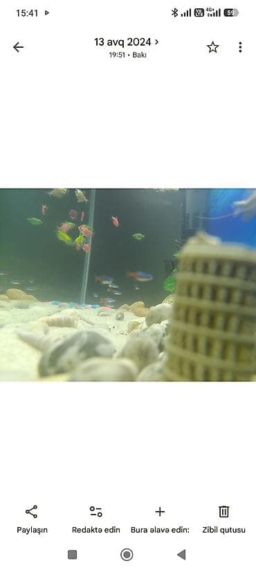 heyvanlar: Akvarium-şkaf, Balıqlarla birlikdə, 200 l — 5