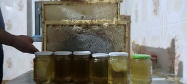 купить обои в баку онлайн: Masallıda TƏBİİ bal satılır. Bənkəsində 900q var. 051 307 44 44 — 1