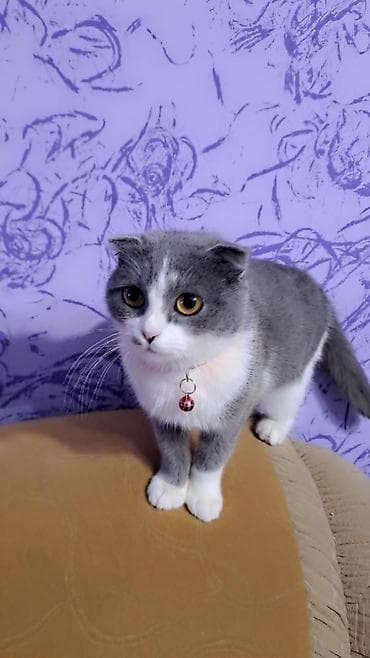 Digər heyvanlar: Şotland, Dişi, Yaxşı əllərə, Ünvandan götürmə — 3