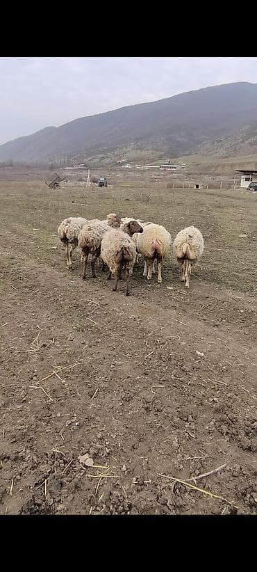 qoyunla barter: Damazlıq qoyunlar 3ü şişəkdi ağ kərə şişək satılıb qalanlar satılır — 2