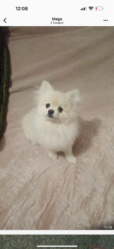 alman iti satilir: Şpitz — 2