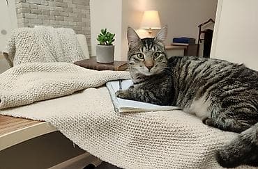 pişik satilir: Erkək, Yaxşı əllərə — 1