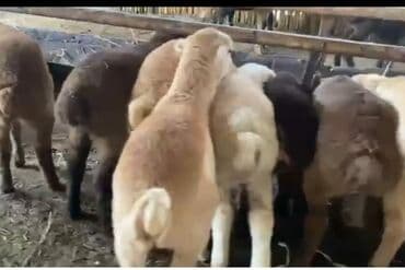 Quzu, Erkək, ay: 2, Ətlik, Rayonlara çatdırılma, Ödənişli çatdırılma, Ünvandan götürmə