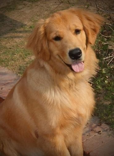 Heyvanlar üçün mallar: Retriever — 2