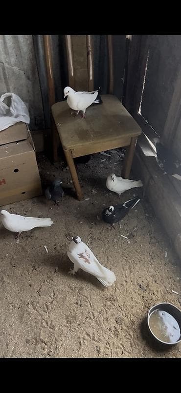 turac quş: 20 dene Heyvandı — 1