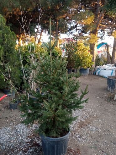 sumax ağacı: Yeni il şamları Pixta və Kremlovski təbii şamlar dibçəkdə topdan en — 15