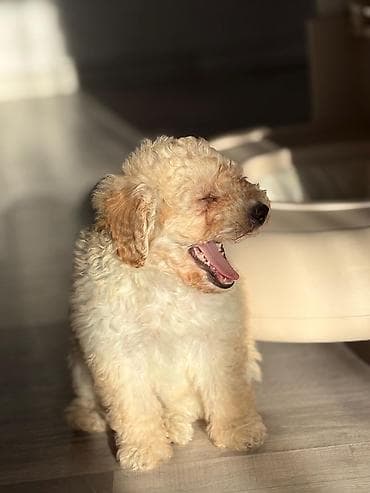 teze bazar it satisi: Pudel, 1 ay, Dişi — 2