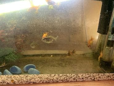 Heyvanlar üçün mallar: Tetra balığı, Sülhsevər — 3