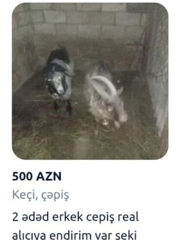 itler sekilleri: 2 ədəd erkek çepiş Reala alıcya endirim olacaq şeki — 1