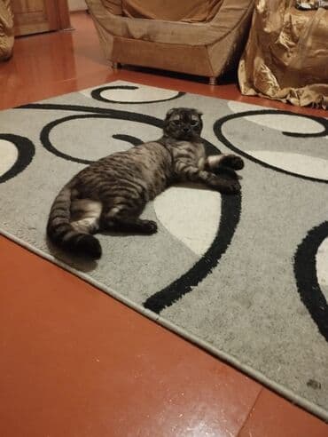 scottish fold qiyməti: Şotland yastı qulaq, Erkək, Yaxşı əllərə, Ünvandan götürmə — 2