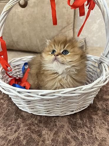 pişik tualet: Golden chinchilla longhair ny 11 erkek — 2