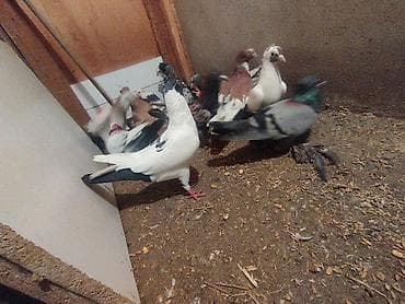 tutu suknje za mame i cerke: Məhsul: Ev göyərçinləri her biri sahibləndirilir wacap 0514383839 — 7