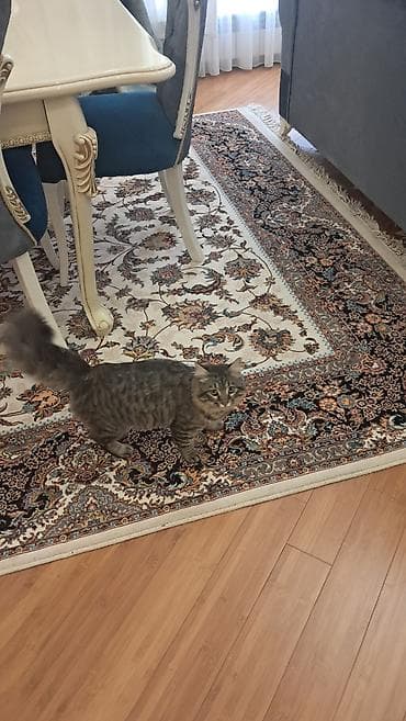 meyn: Meyn-kun, Erkək — 10