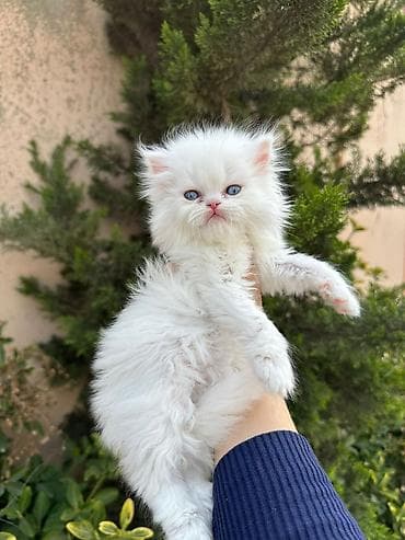 pişik lalafo: Fars — 3