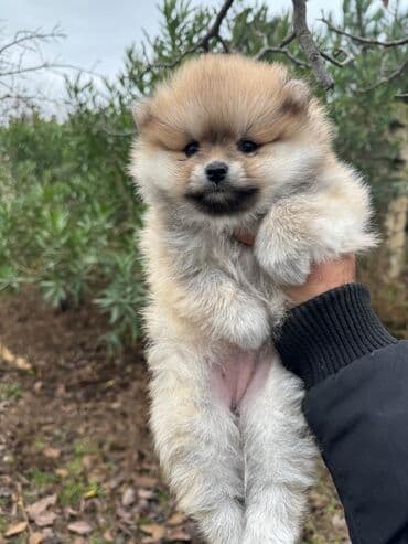 chow chow qiymetleri: Şpitz, 2 ay, Dişi — 3