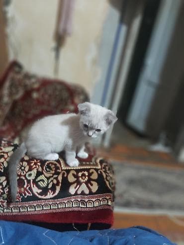 heyvan rezini: Yaxşı əllərə — 1