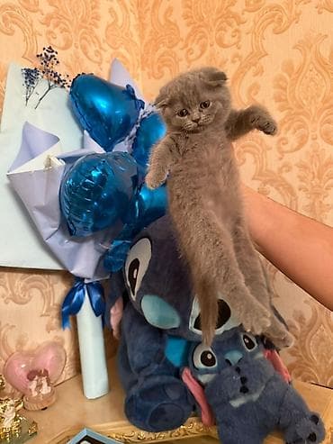 ev quşları: Şotland yastı qulaq — 6