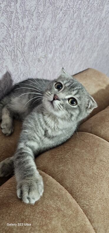 ev heyvanlari: Şotland — 1