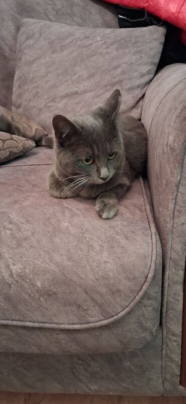 золотая шиншилла котенок: Британская, Самка, В добрые руки, Платная доставка — 6