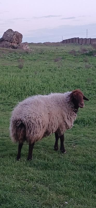 cins qoyunlar: Erkək, il: 3, Damazlıq — 2