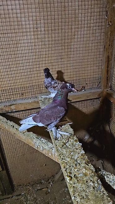 goyercin satilir: Baldilar qiy.et 2 sine aydir — 2