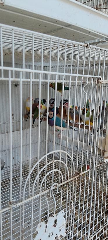 ev itlərinin satışı: Amadin qulda cavan quslar 250 azn bala veren cutler 300 azn goy cutler — 2