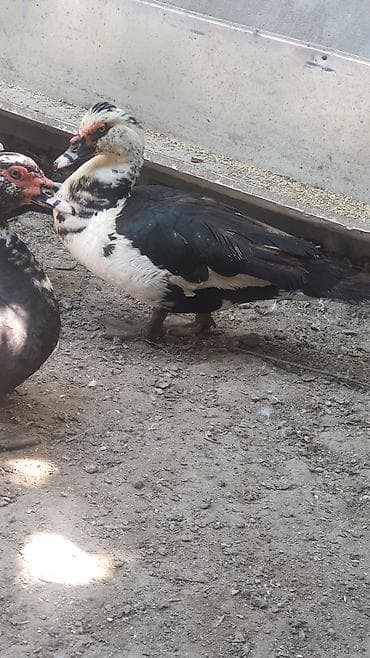 it satsi: Muscovy ördəkləri (indoutka) – damazlıq yerli cins lal ördekler — 2