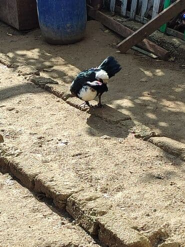 ördek qaz: Erkək, | Lal ördək, Ətlik, Ünvandan götürmə — 2