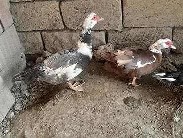 lal ordek: Salam boz və krasnadar lal ördəklər satılır.Yumurtlayırlar kürt — 3