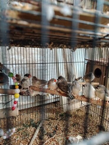 котята породистые купить: Zebr ispinozları – qarışıq rəng formaları - Növ: Zebr ispinozu — 1