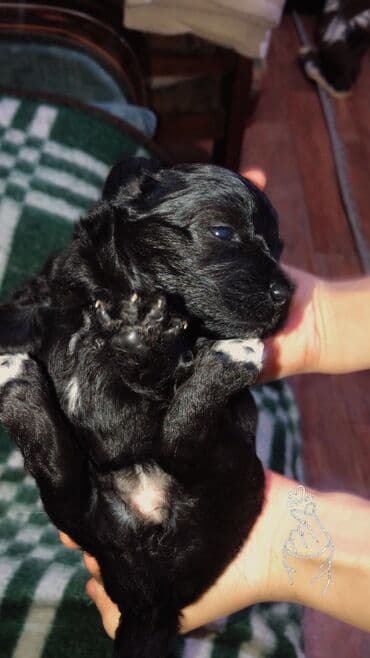 ağ pişik şəkilləri: 1 ay, Dişi, Ünvandan götürmə — 5