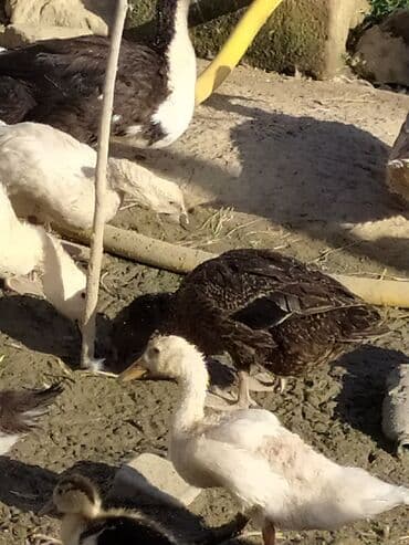 ördək balası satışı: Qışqıran ördəklərdir✅️ Kəkilli var✅️ Bəzəkli var✅️ Sadəsi var✅️ Qara — 11