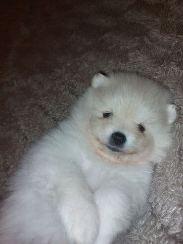 avcarka itler: Şpitz, 1 ay — 3