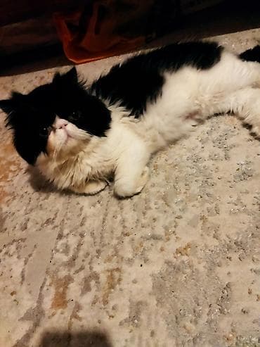 quba heyvanlar: Fars — 2