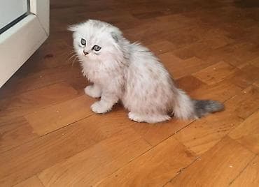 Quşlar: Şotland — 4