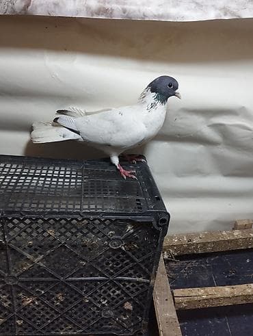 lelek: Evdə saxlanılan müxtəlif rəngli göyərçinlər - Növlər: uçan yerli — 10