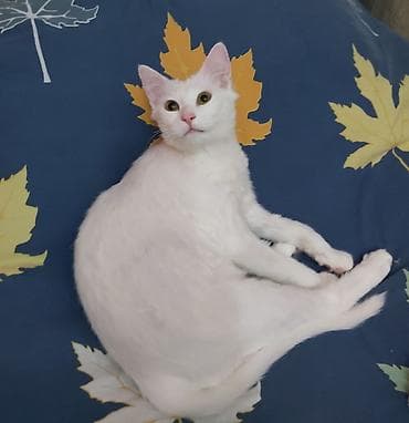 it ucun qurd dermani: Təmiz türk anqor dişi 11 aylıq qurd dərmanı bit birə dərmanı olunub — 2