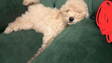 карликовый пудель цена: Пудель, 3 месяца, Самка, С прививками, Самовывоз — 2