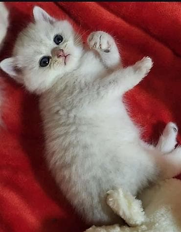 Птицы: Британская — 3