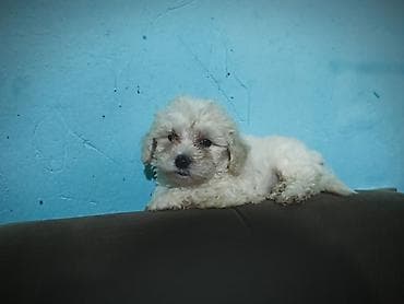 heyvan bazari harda yerlesir: Salam maltipo balası tam sağlam erkek real alıcı əlaqə saxlasın temiz — 3