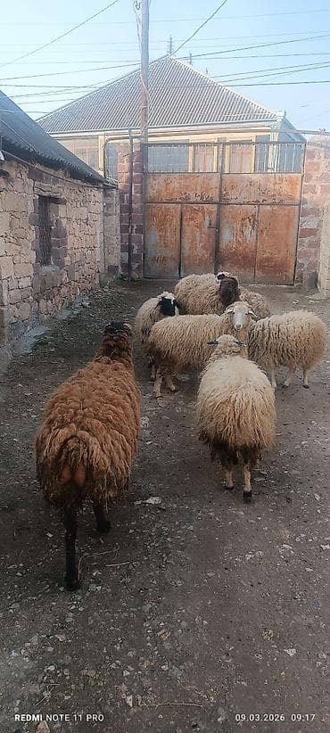 azeri it adlari: Satışda: qoyun sürüsü - Növ: yerli merinos qoyunlar (quzu və ana — 3