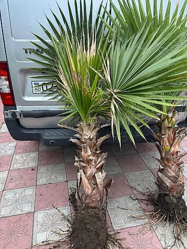 kiparis ağacı: Vaşınqton palma ağacları satılır qiymətlər palmaya görə dəyişir 10 — 3