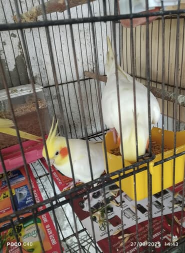 Lüğətlər: Məhsul: Nimfa (Cockatiel) tutuquşuları və qəfəs dəsti Təsvir: - — 1