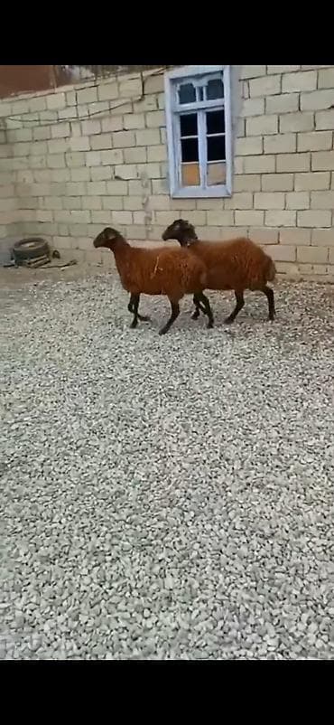 coban axtarilir: 7 ayliq di saglam qurbanliq ucun yararlidi — 6