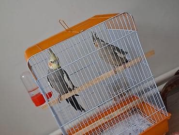 karella qusu: Nymph (Kakadua) cütü və qəfəs dəsti - Növ: Nymph cockatiel (kakadua) — 3