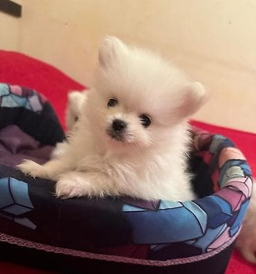 bala qoyun: Şpitz, 2 ay, Dişi — 2