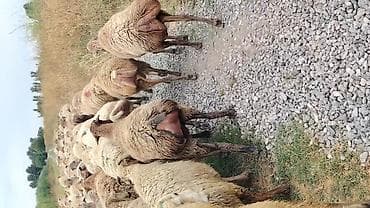 at satisi qiymetleri: Dişi, il: 1, Damazlıq, Pulsuz çatdırılma — 4